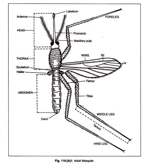 Adult Mosquito