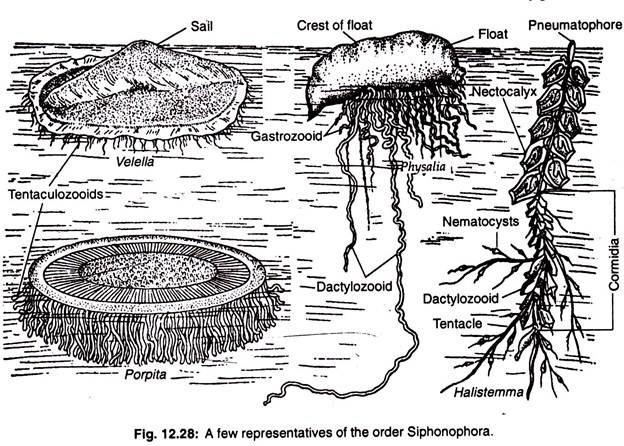 Una escasa representación del orden siphonophora