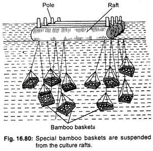 Special bamboo baskets are suspended from the culture rafts