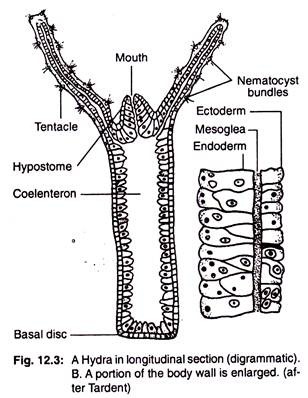 A hydra longitudinal section