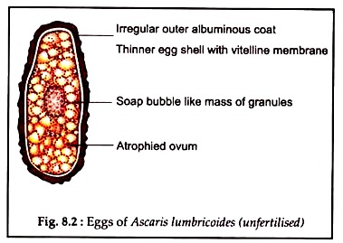 Eggs of Ascaris Lumbricoides