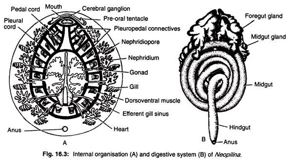 Internal organisation and digestive system of neopilina