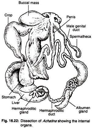 Dissection of achatina showing the internal organs