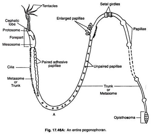 An entire pogonophoran