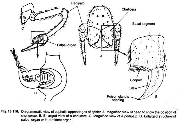 Diagrammatic view of cephalic apendages of spider