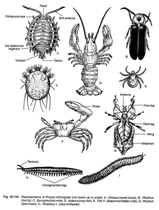 Representative of phylum anthropoda