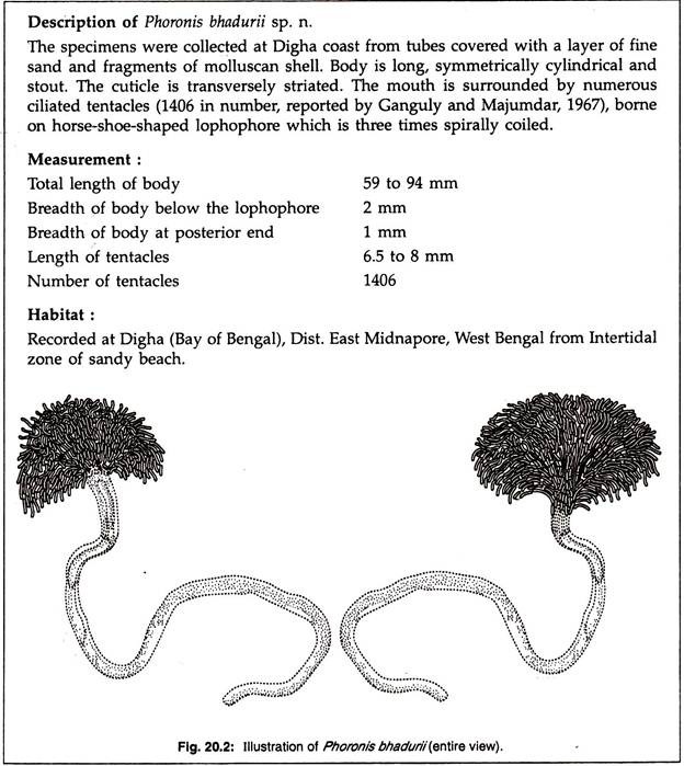 Illustration of phoronis bhadurii