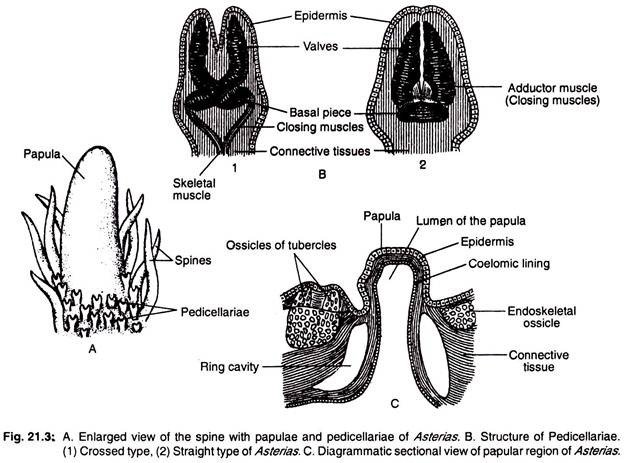 Enlarged view of the spine with papulae and pedicellariae of asterias and structure of pedicellariae