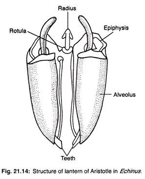 Structure of lantern of aristotle in echinus