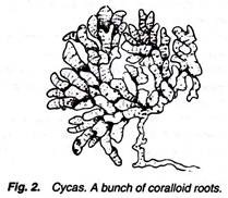 Cycas. A Bunch of Coralloid Roots