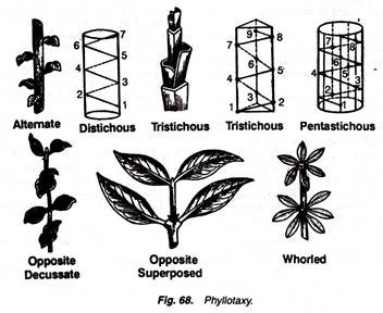 Phyllotaxy