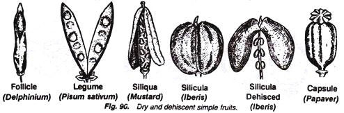 Dry and Dehiscent Simple Fruits