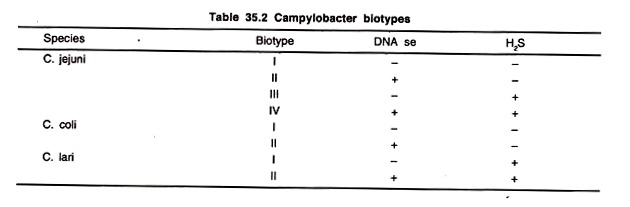 Campylobacter Biotypes