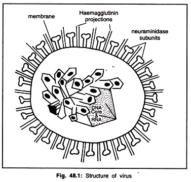 Structure of Virus