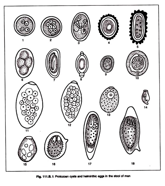 Protozoan Cysts and Heiminthic Eggs