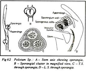 Psilotum Sp.