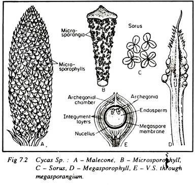 Cycas Sp.