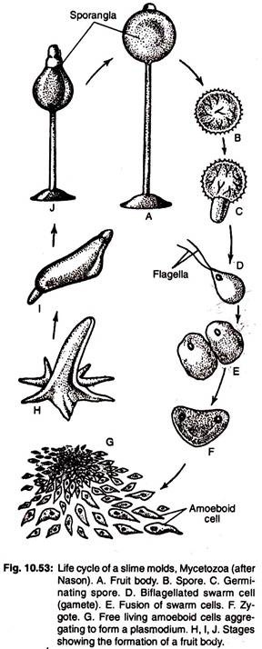 Life cycle of a slime molds, mycetozoa