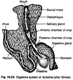 Digestive system of achatina