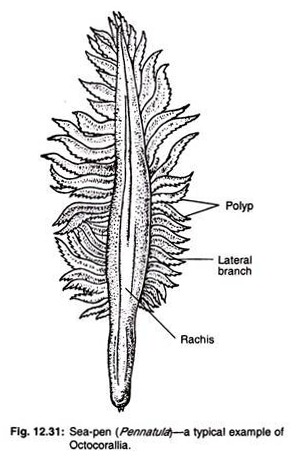 Sea-pen a typical example of octocorallia