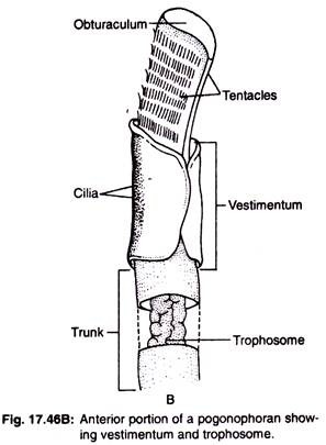 Anterior portion of a pogonophoran showing vestimentum and trophosome