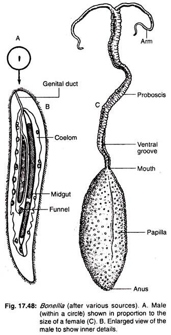 Bonellia