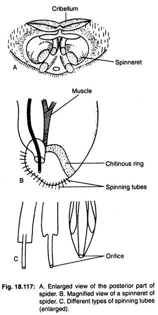 Enlarged view of the posterior part of spider, magnified view of a spinneret of spider and different types of spinning tubes 