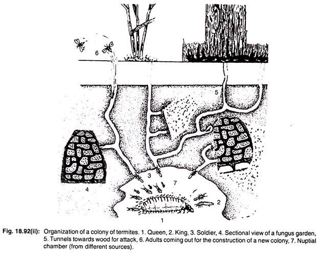 Organisation of a colony of termites