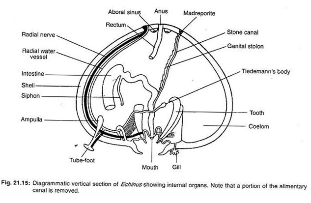 Diagrammatic verticle section of echinus showing internal organs