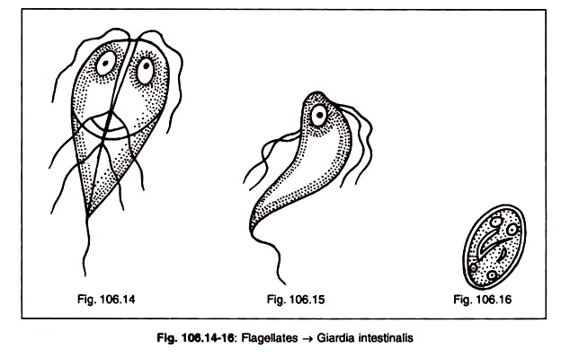 Flagellates