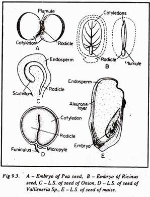 Embryo of Pea Seed and Ricinus Seed, L.S. of Seed of Onion and Vallisneria Sp. and Seed of Maize