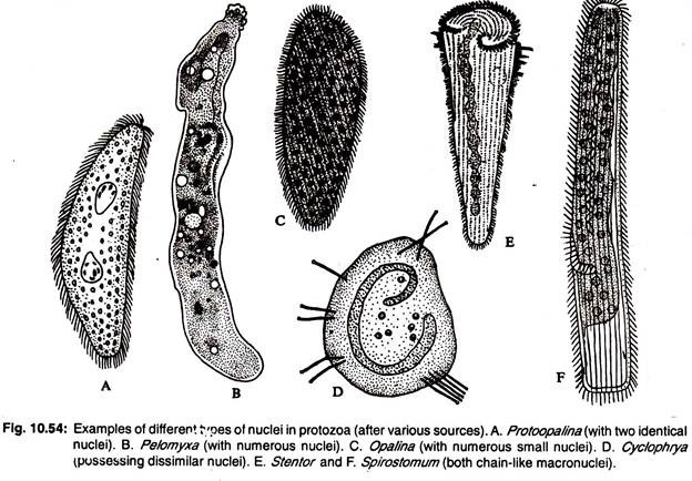 Examples of different types of nuclei in protozoa