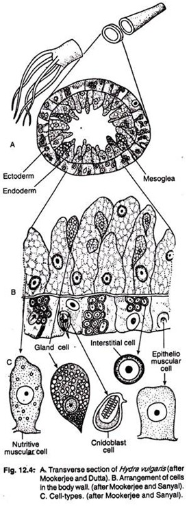 Transverse section of hydra vulgaris, arrangement of cells in the body wall and cell-types