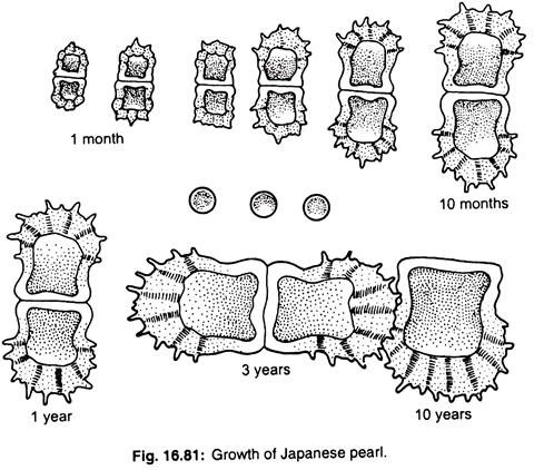 Growth of japanese pearl