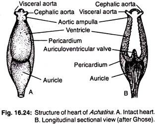 Structure of heart of achatina