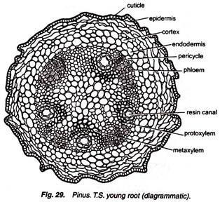 Pinus. T.S. Young Root