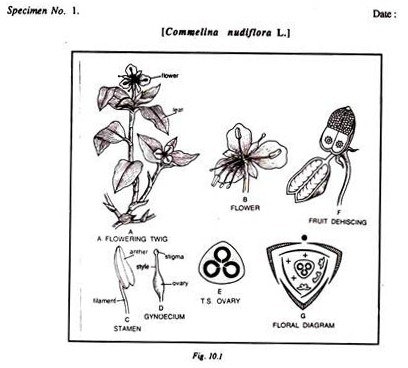 Specimen No. 1