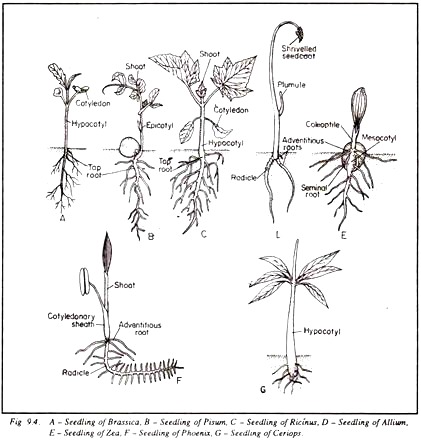 Seedling of Brassica, Pisum, Ricinus, Allium, Zea, Phoenix and Ceriops