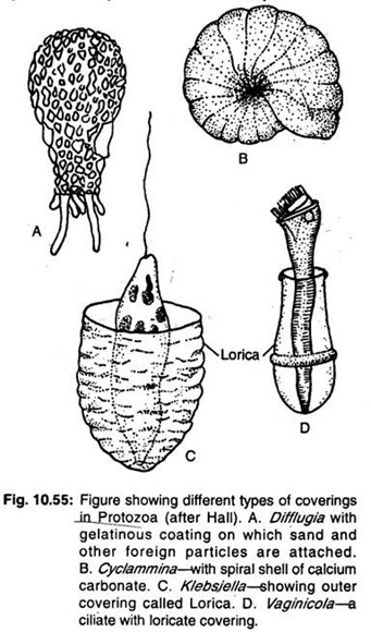 Different types of coverings in protozoa