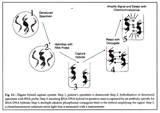 Digene Hybrid Capture System