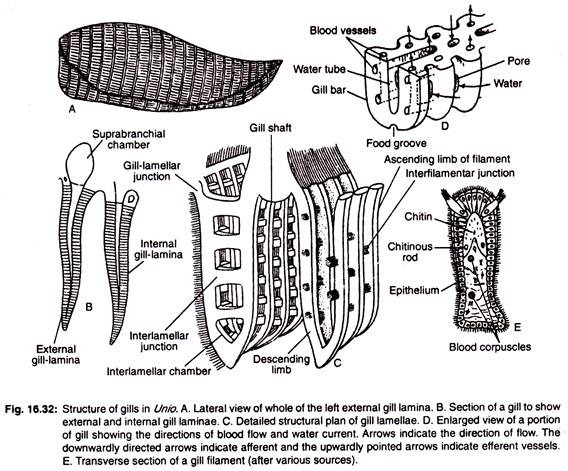 Structure of gills in Unio