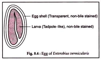 Egg of Enterobius Vermicularis