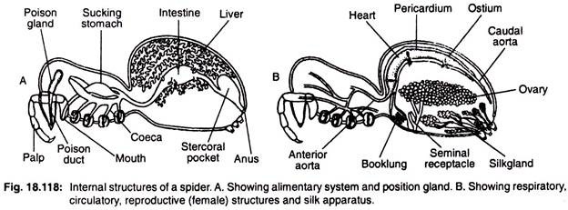 Internal structures of a spider