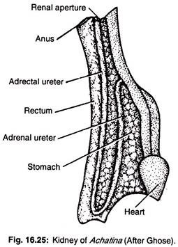 Kidney of achatina