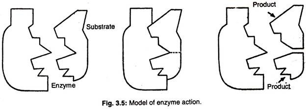 Model of enzyme action