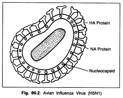 Avian Influenza Virus