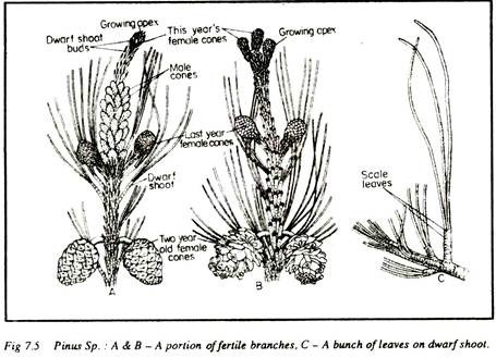 Pinus Sp.