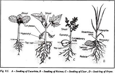 Seedling of Cucurbita, Ricinus, Cicer and Oryza