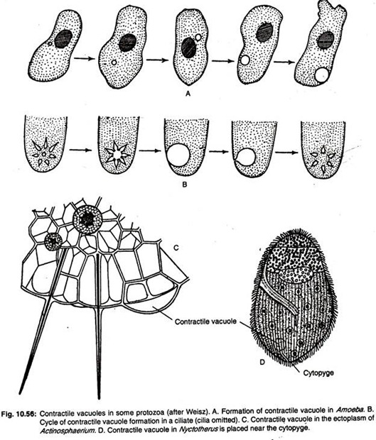 Contractile vacuoles in some protozoa