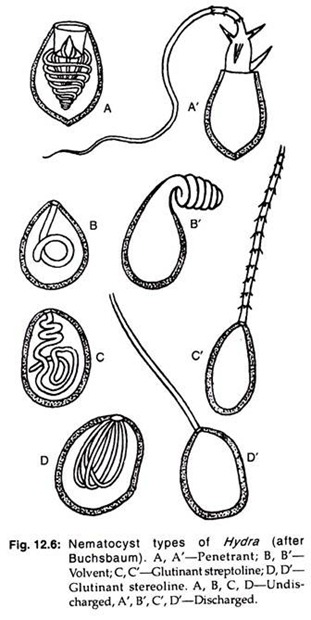 Nematocyst types of hydra 